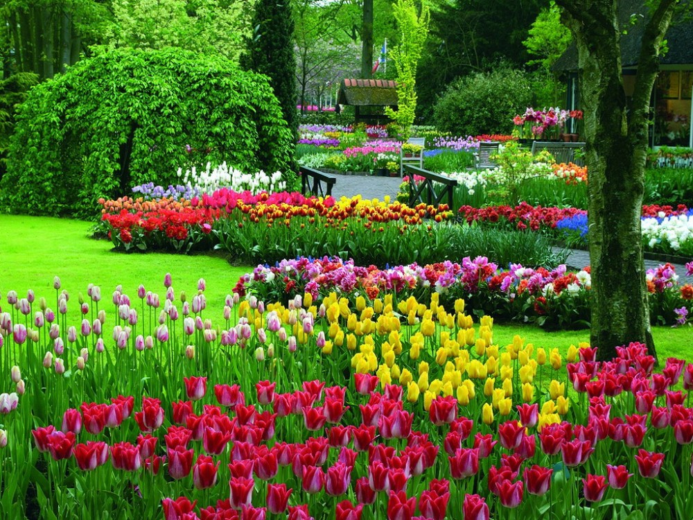 Нидерланды весенний парк Keukenhof