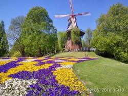 Фото из тура Цветочное королевство Амстердам Гамбург, Бремен, Ганновер, 07 мая 2016 от туриста LediGala